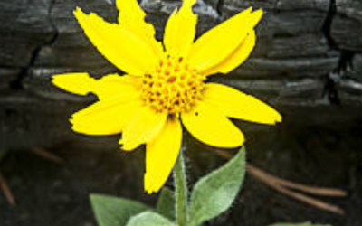 Effective Therapy Approaches for Trauma Recovery