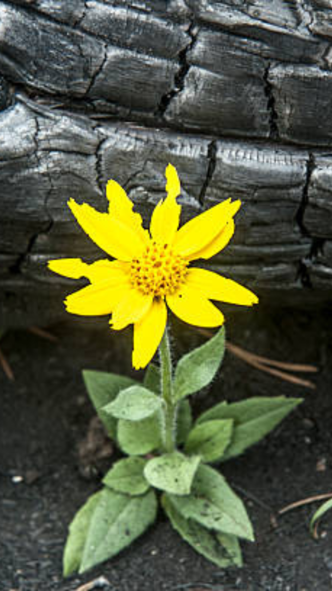 Untitled design - 2022-12-06T162702.103