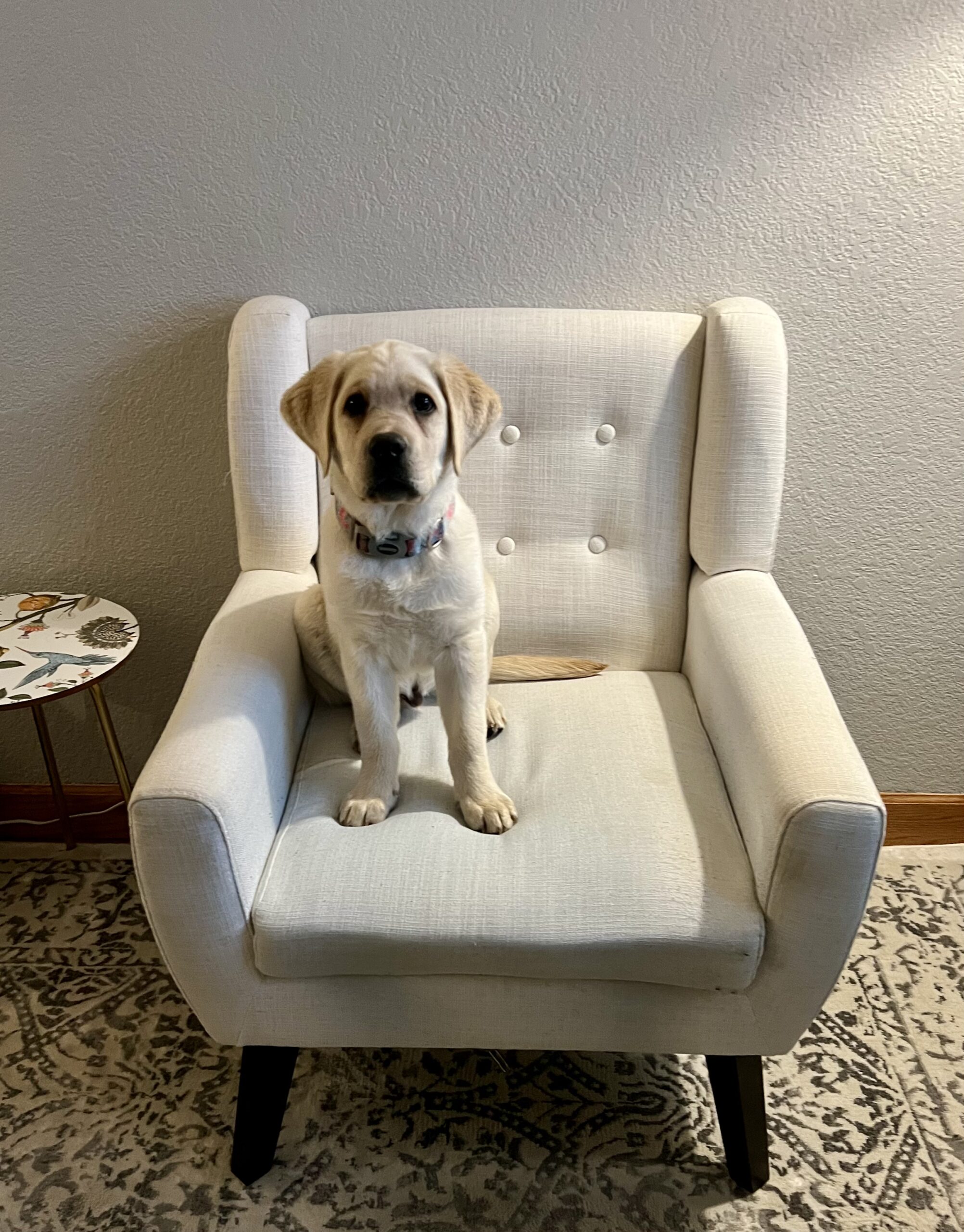 Animal assisted therapy, dog, animal in therapy